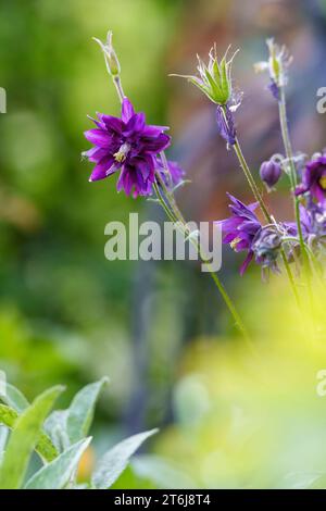 Common Columbine, Aquilegia vulgaris, Common Columbine, Wood Columbine Stockfoto