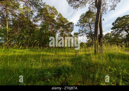 Naturschutzgebiet Höhfeldplatte bei Thüngersheim, Landkreis Main-Spessart, Niederfranken, Bayern, Deutschland Stockfoto