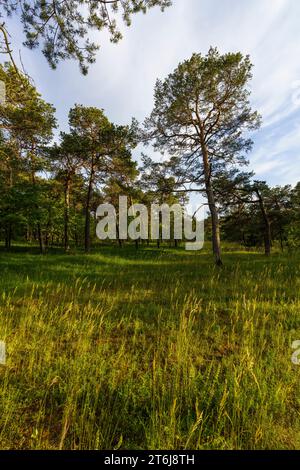 Naturschutzgebiet Höhfeldplatte bei Thüngersheim, Landkreis Main-Spessart, Niederfranken, Bayern, Deutschland Stockfoto