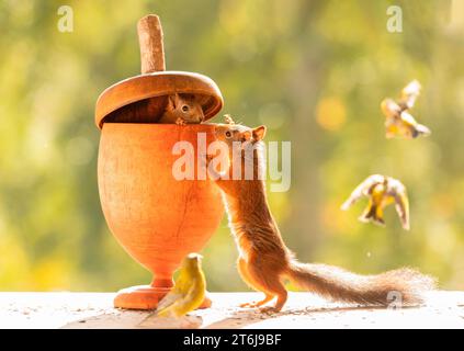 Rote Eichhörnchen und Vögel mit einer riesigen Eichel Stockfoto