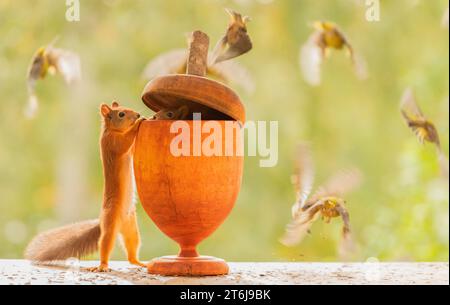 Rote Eichhörnchen und Vögel mit einer riesigen Eichel Stockfoto