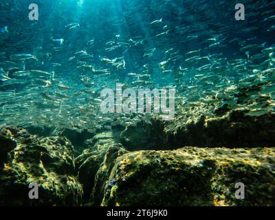 Unterwasserlandschaft im Mittelmeer. Steine und kleine Fische. Niedriger Winkel. Stockfoto