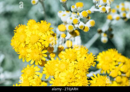 Nahaufnahme kleiner gelber Blüten Stockfoto