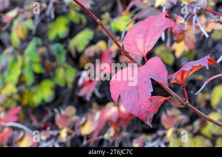 Rote und gelbe Herbstblätter auf einem Baumzweig. Farben des Herbstes. Stockfoto