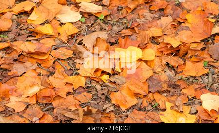 Bunte Herbstblätter auf dem Boden. Pastellbraun gelb orange Farben Herbstblätter. Selektiver Fokusbereich. Stockfoto