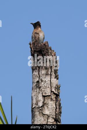 Gemeine Bulbul, braune Bulbul, Gartenbulbul, Graubülbül, Bulbul des jardins, Pycnonotus barbatus, barna bülbül, Victoria Falls National Park, Simbabwe Stockfoto