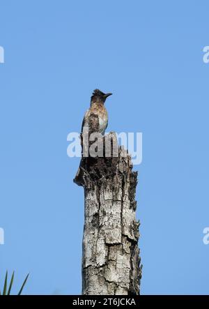 Gemeine Bulbul, braune Bulbul, Gartenbulbul, Graubülbül, Bulbul des jardins, Pycnonotus barbatus, barna bülbül, Victoria Falls National Park, Simbabwe Stockfoto