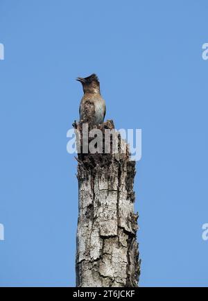 Gemeine Bulbul, braune Bulbul, Gartenbulbul, Graubülbül, Bulbul des jardins, Pycnonotus barbatus, barna bülbül, Victoria Falls National Park, Simbabwe Stockfoto