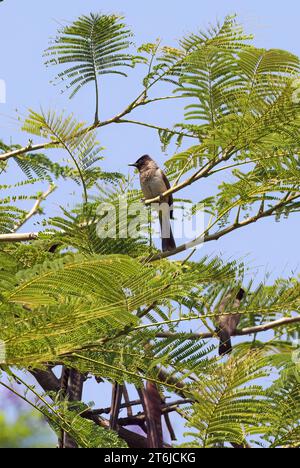 Gemeine Bulbul, braune Bulbul, Gartenbulbul, Graubülbül, Bulbul des jardins, Pycnonotus barbatus, barna bülbül, Victoria Falls, Simbabwe, Afrika Stockfoto