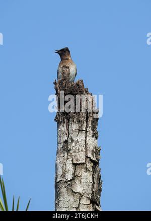 Gemeine Bulbul, braune Bulbul, Gartenbulbul, Graubülbül, Bulbul des jardins, Pycnonotus barbatus, barna bülbül, Victoria Falls National Park, Simbabwe Stockfoto