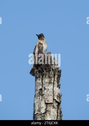 Gemeine Bulbul, braune Bulbul, Gartenbulbul, Graubülbül, Bulbul des jardins, Pycnonotus barbatus, barna bülbül, Victoria Falls National Park, Simbabwe Stockfoto