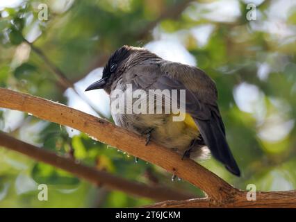 Gemeine Bulbul, braune Bulbul, Gartenbulbul, Graubülbül, Bulbul des jardins, Pycnonotus barbatus, barna bülbül, Victoria Falls, Simbabwe, Afrika Stockfoto