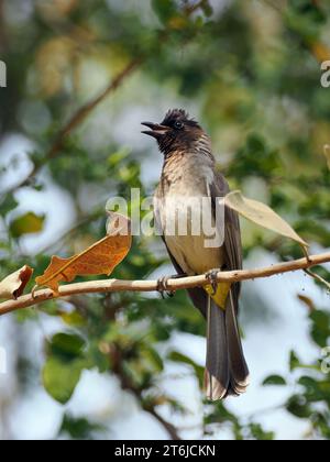 Gemeine Bulbul, braune Bulbul, Gartenbulbul, Graubülbül, Bulbul des jardins, Pycnonotus barbatus, barna bülbül, Victoria Falls, Simbabwe, Afrika Stockfoto