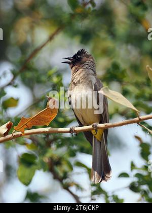 Gemeine Bulbul, braune Bulbul, Gartenbulbul, Graubülbül, Bulbul des jardins, Pycnonotus barbatus, barna bülbül, Victoria Falls, Simbabwe, Afrika Stockfoto