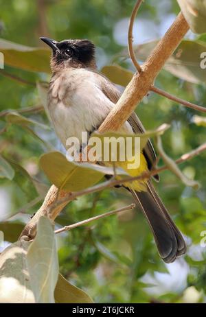 Gemeine Bulbul, braune Bulbul, Gartenbulbul, Graubülbül, Bulbul des jardins, Pycnonotus barbatus, barna bülbül, Victoria Falls, Simbabwe, Afrika Stockfoto