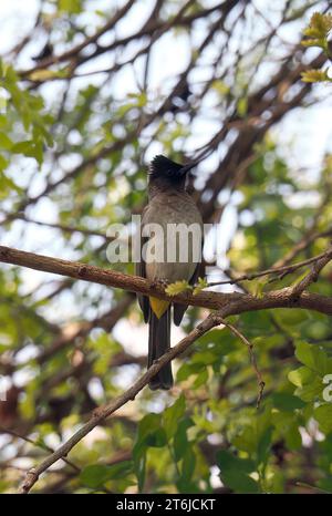 Gemeine Bulbul, braune Bulbul, Gartenbulbul, Graubülbül, Bulbul des jardins, Pycnonotus barbatus, barna bülbül, Victoria Falls, Simbabwe, Afrika Stockfoto