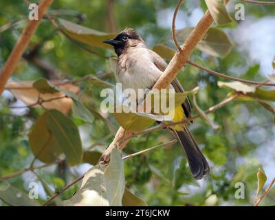 Gemeine Bulbul, braune Bulbul, Gartenbulbul, Graubülbül, Bulbul des jardins, Pycnonotus barbatus, barna bülbül, Victoria Falls, Simbabwe, Afrika Stockfoto