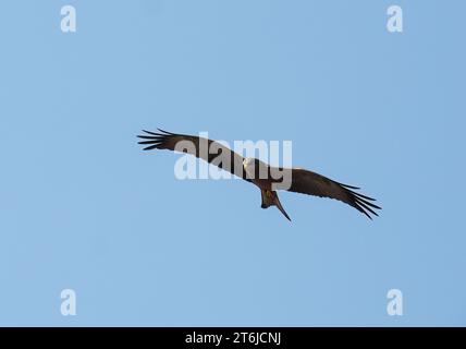 Black Drachen, Schwarzmilan, Milan noir, Milvus migrans parasitus, barna kánya, Victoria Falls, Simbabwe, Afrika Stockfoto