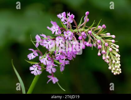 Nahaufnahme Lesser Purple Fringed Orchid (Platanthera Psycodes) Wildblumenblüte in Purpur wächst im Chippewa National Forest im Norden von Minnesota, USA Stockfoto