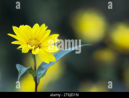 Close up Pale Leaf Sunflower (Helianthus strumosus) Wildblumenblüte, die im Chippewa National Forest im Norden von Minnesota, USA, wächst Stockfoto