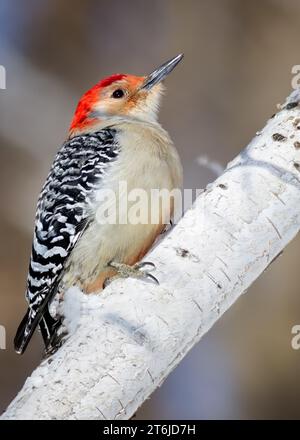 Nahaufnahme Rotbauchspecht (Melanerpes carolinus), der auf einer Papierbirke (Betula papyrifera) im Norden von Minnesota, USA, thront Stockfoto