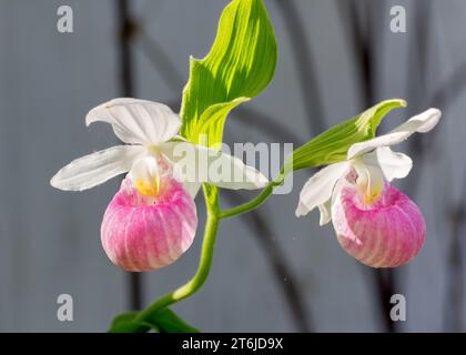 Nahaufnahme eines Makros der Showy Lady Slipper (Cypripedium reginae) Wildblumenblüte Minnesota State Flower, die in einem Wald im Norden von Minnesota USA wächst Stockfoto