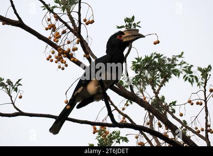 Trompeter Nashornvogel, Trompeterhornvogel, Calao Trompette, Bycanistes Bucinator, trombitás szarvascsőrű, Victoria Falls, Simbabwe, Afrika Stockfoto