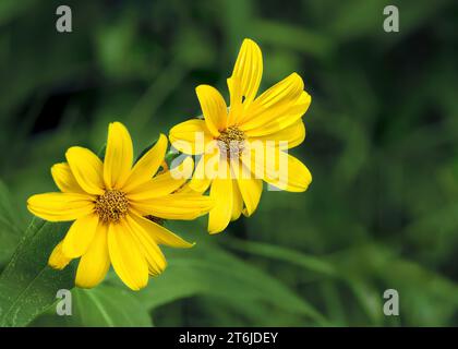 Close Up Woodland Sunflower (Helianthus divaricatus) Wildblumenblüte, die im Chippewa National Forest im Norden von Minnesota, USA, wächst Stockfoto