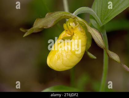 Nahaufnahme eines Makros einer Yellow Lady Slipper Orchidee (Cypripedium parviflorum) Wildblumenblüte, die im Norden von Minnesota, USA, wächst Stockfoto