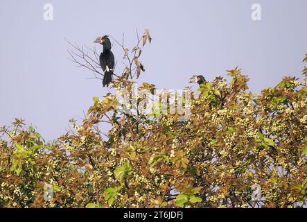 Trompeter Nashornvogel, Trompeterhornvogel, Calao Trompette, Bycanistes Bucinator, trombitás szarvascsőrű, Victoria Falls National Park, Simbabwe, Afrika Stockfoto