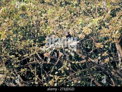 Trompeter Nashornvogel, Trompeterhornvogel, Calao Trompette, Bycanistes Bucinator, trombitás szarvascsőrű, Victoria Falls National Park, Simbabwe, Afrika Stockfoto