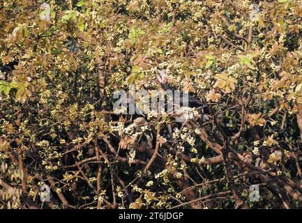 Trompeter Nashornvogel, Trompeterhornvogel, Calao Trompette, Bycanistes Bucinator, trombitás szarvascsőrű, Victoria Falls National Park, Simbabwe, Afrika Stockfoto