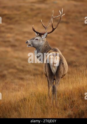 Rote Rotwild Hirsch in den schottischen Highlands. Stockfoto