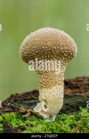 Handkea excipuliformis, Lycoperdon excipuliforme, Hessen, Deutschland, Pilz, Herbst, Herbst Stockfoto