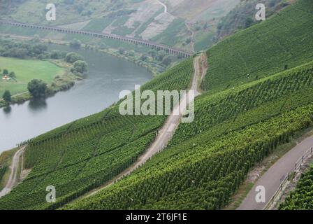 Landwirtschaftliche Landschaft mit Weinbergen am Hang zur Mosel in Deutschland im Herbst. Stockfoto