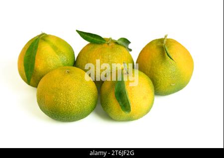 Fünf frische Mandarinen auf weißem Hintergrund Stockfoto