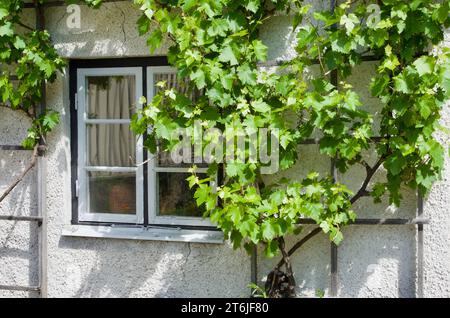 Grüne Weinpflanzen, die im Sommer um ein Schiebefenster auf einem Steinhaus in Schweden klettern. Stockfoto