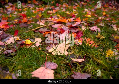 Buntes Laub unten im Gras im Herbst Stockfoto