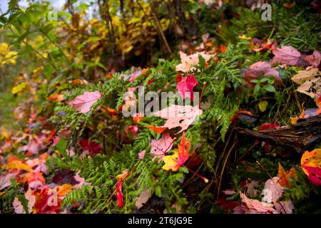 Buntes Laub unten im Gras im Herbst Stockfoto