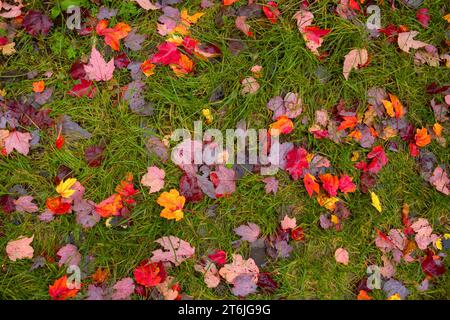 Buntes Laub unten im Gras im Herbst Stockfoto