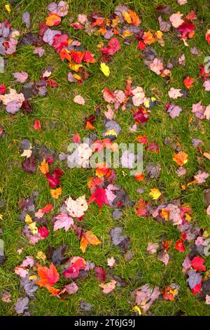 Buntes Laub unten im Gras im Herbst Stockfoto