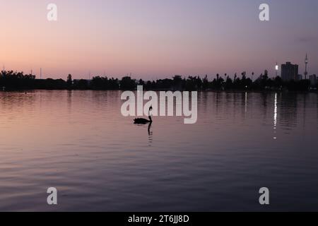 Einsamer Schwan am Albert Park Lake Stockfoto