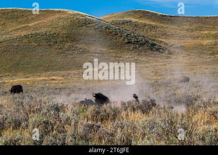 Bisons schlüpfen in Schmutzstaub im Yellowstone-Nationalpark, USA Stockfoto