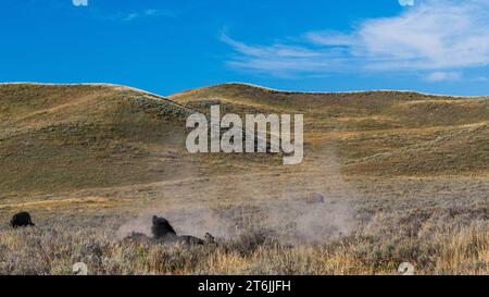 Bisons schlüpfen in Schmutzstaub im Yellowstone-Nationalpark, USA Stockfoto