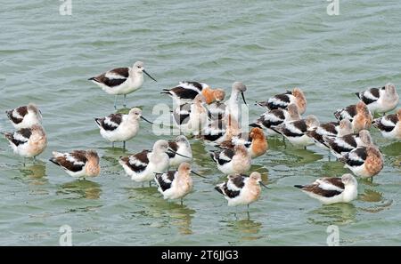 Eine Gruppe von Avocets in einer Mündung im Port Aransas Birding Center in Texas Stockfoto