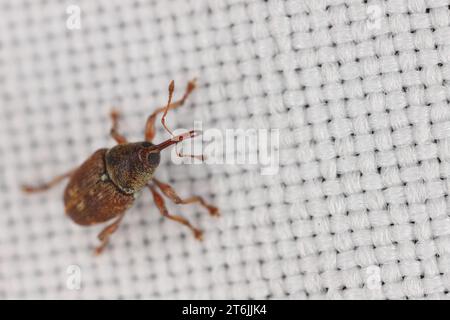 Curculio rubidus, Weevil aus der Familie Curculionide. Stockfoto