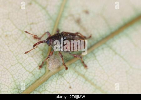 Curculio rubidus, Weevil aus der Familie Curculionide. Stockfoto