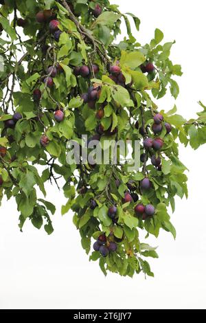 Reife Pflaumenfrüchte auf einem Baum im Obstgarten, der an den Zweigen hängt. Stockfoto