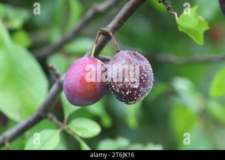 Schimmelige Pflaumen auf Baum, mit Pilzerkrankungen monilinia fructicola oder Braun Rot angesteckt. Unscharfer Hintergrund. Stockfoto