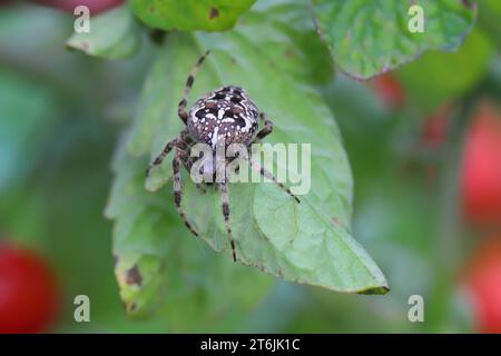 Die Spinnenart Araneus diadematus wird allgemein als Europäische Gartenspinne, Kreuzweber, Diademspinne, Orang, Kreuzspinne, und crowne Stockfoto